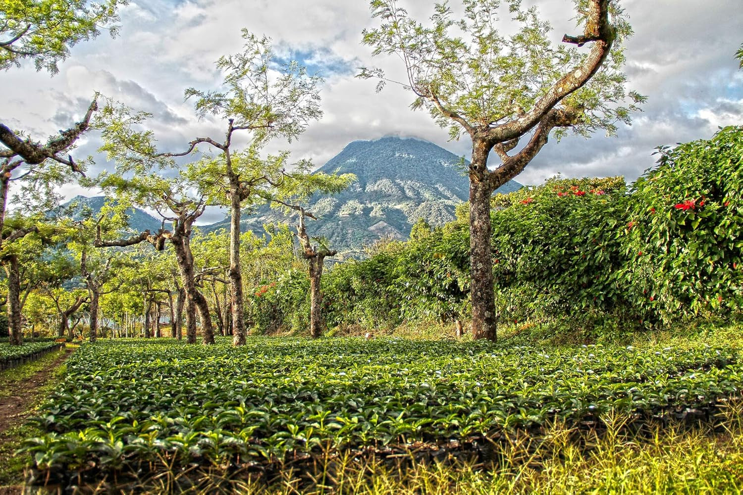 C&T Platin Angel Espresso Decaf 3 x 1000 g boabe întregi de cafea - decofeinizată - cafea premium fără cofeină din populara noastră serie Espresso Angel