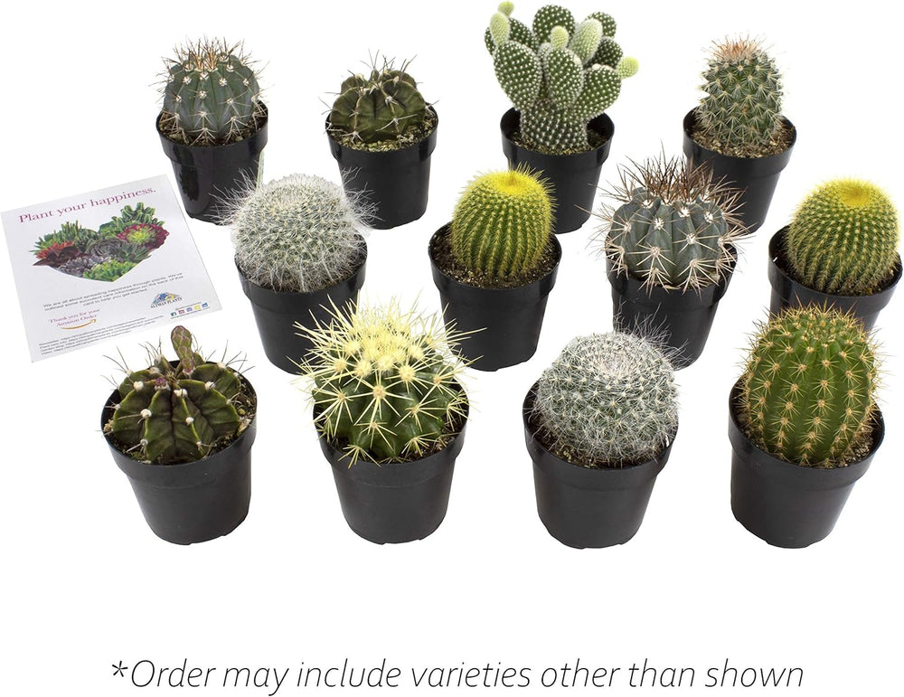 Sortierte Kaktus-Kollektion, 6,3 Cm, 12 Stück