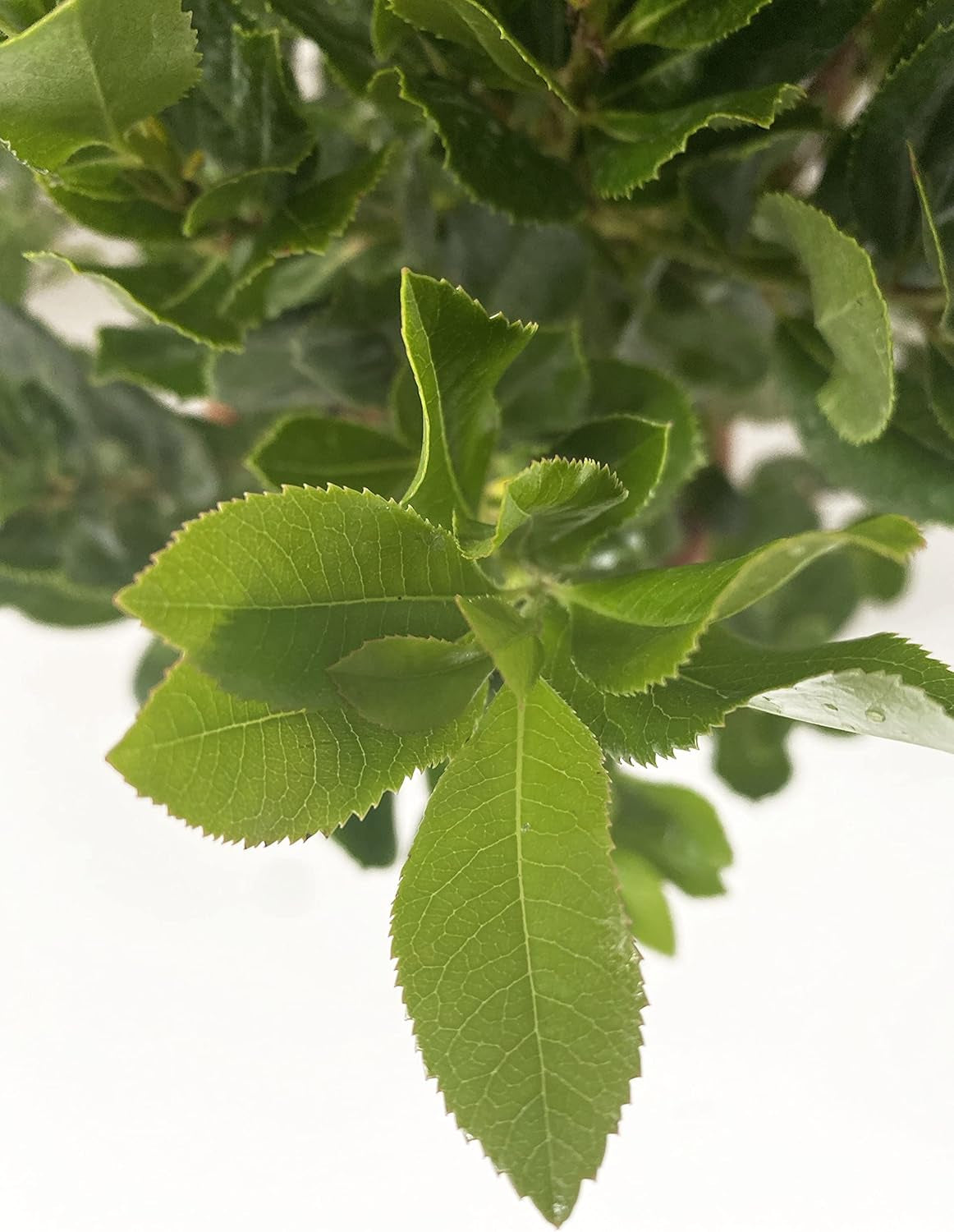 KENTIS - Truskawki (Arbutus unedo) – Odporne rośliny do ogrodu – Zimozielona, ​​prawdziwa roślina – Wysokość 80-100 cm, doniczka Ø 24 cm