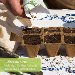 Nasiona Echinacei: Wysokiej jakości nasiona żółtej Echinacei na około 20 kwitnących roślin Echinacei – Nasiona Rudbekii – Hardy Rudbeckia – Echinacea Bylina – Hardy Bylina od OwnGrown