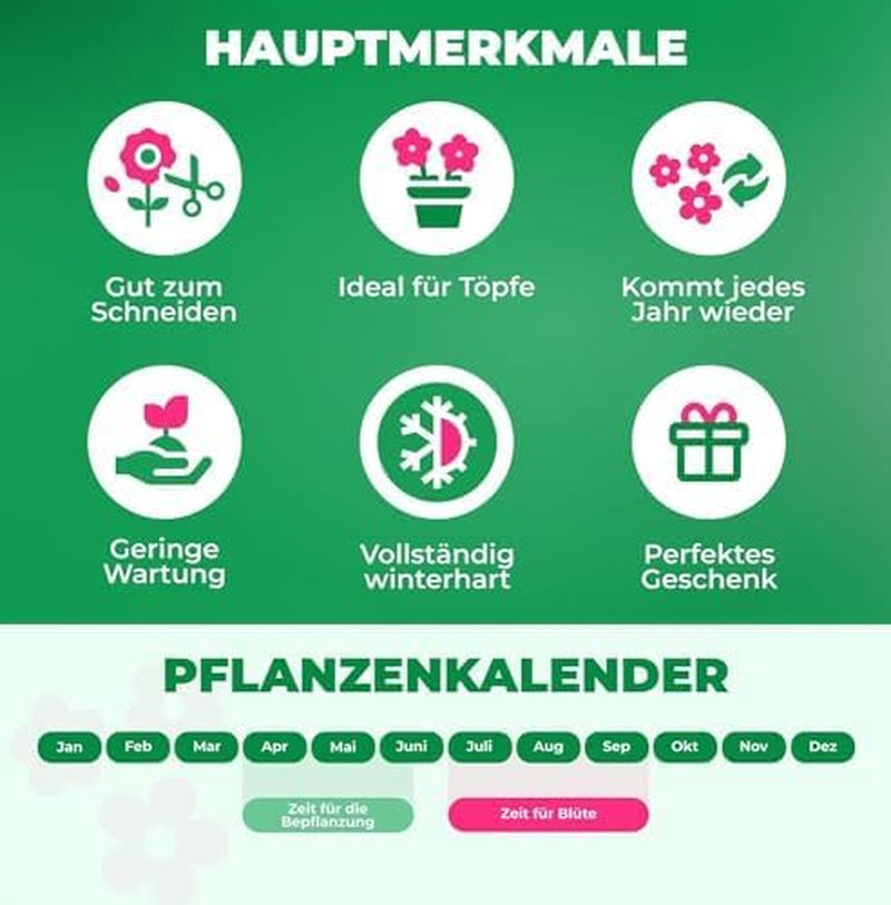 Calla Bulbs Hardy Bylina - Zantedeschia Orange Passion (Orange) - 5 dużych cebul kwiatowych - Prawdziwe rośliny holenderskie - Do ogrodu i doniczek (nie nasiona, nie sztuczne)