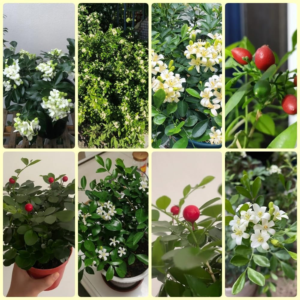 Murraya Exotica, Sträucher Kräutersamen, Balkonpflanzen Kräuterpflanzen Garten Geschenk Gartenpflanzen Winterhart Mehrjährig 150Samen