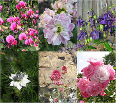 Magic Garden Seeds - Semen-Geschenkset Blütenwunder mit 6 prächtigen alten Blumensorten für den Bauerngarten - Blumensamen alte Sorten - Blumen Samen - Garten Geschenk