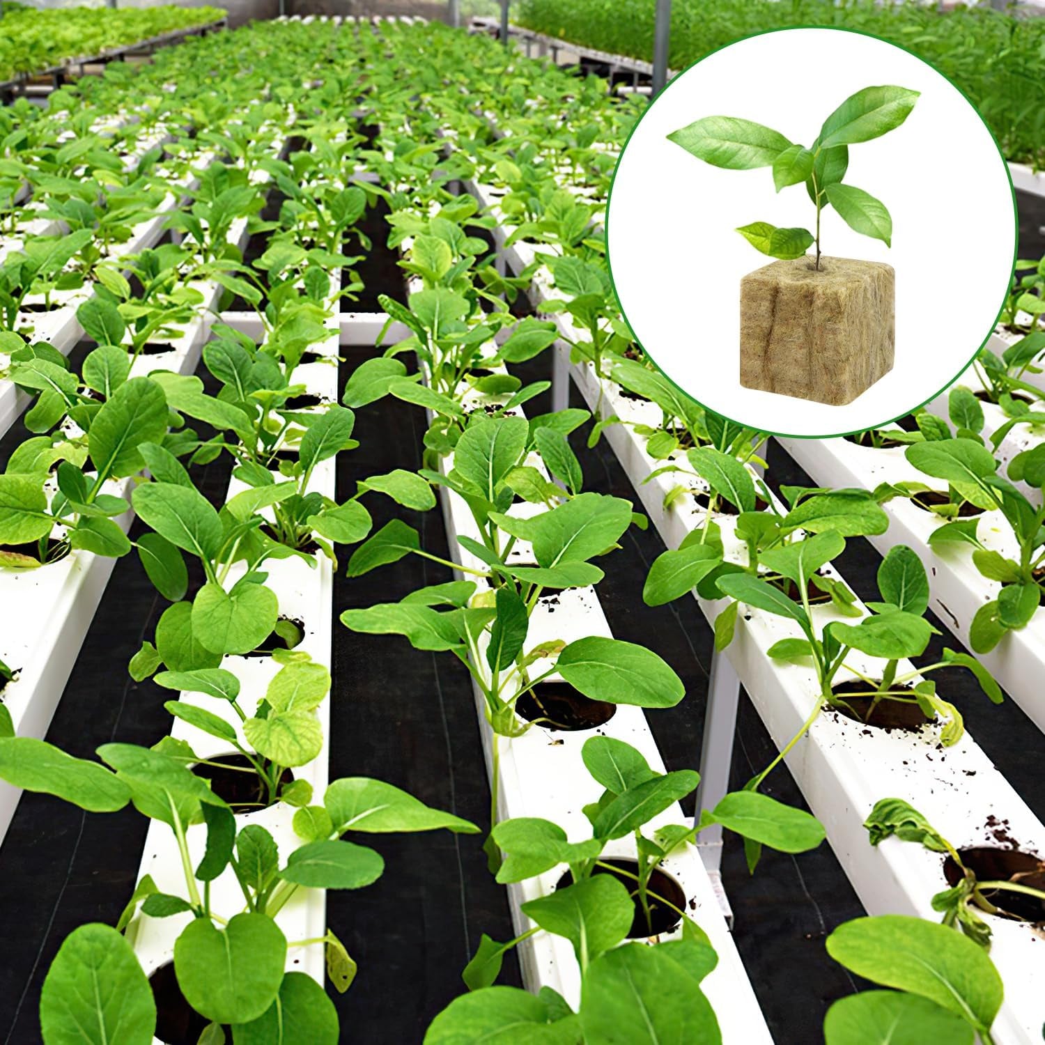 Kostki do sadzonek wełny mineralnej, 56 sztuk, 4x4x4cm. Ekologiczna i dobrze napowietrzona do bezglebowej uprawy sadzonek, sadzonek i klonów.