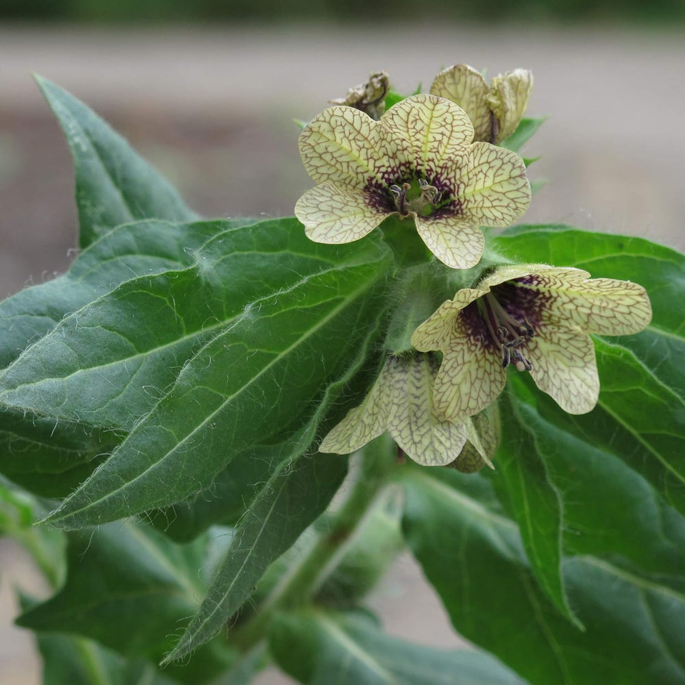 Legendarne rośliny skrzypu - zestaw nasion z 5 magicznymi roślinami