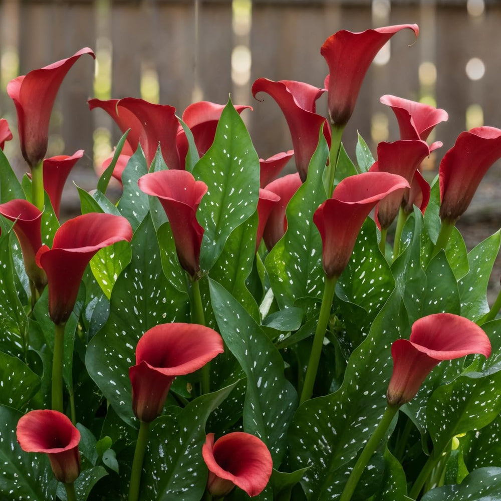 Calla Bulbs Hardy Bylina - Zantedeschia Orange Passion (Orange) - 5 dużych cebul kwiatowych - Prawdziwe rośliny holenderskie - Do ogrodu i doniczek (nie nasiona, nie sztuczne)