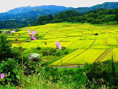 Ryż Sushi AKAFUJI, Akitakomachi, 5000 g
