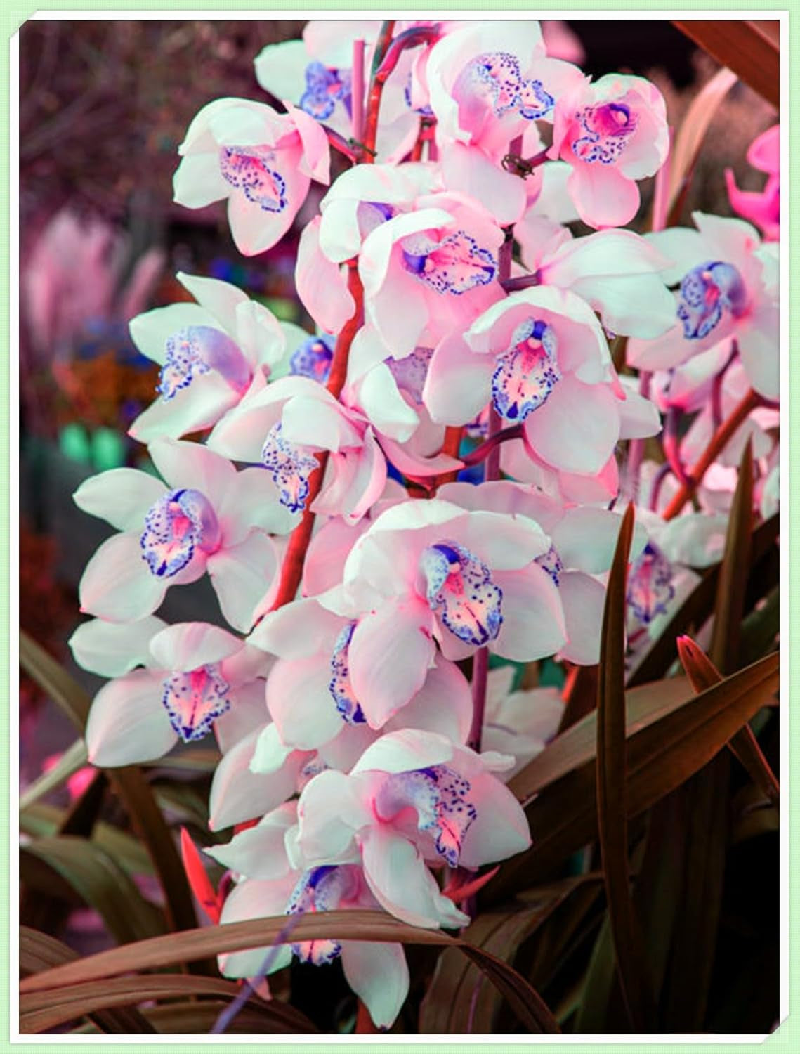 Mieszanka cebul kwiatowych, żarówka Mystery Magic, odporne sadzenie, odporna na zimę wieloletnia cebula kwiatowa, odporne cebule-3 cebule orchidei