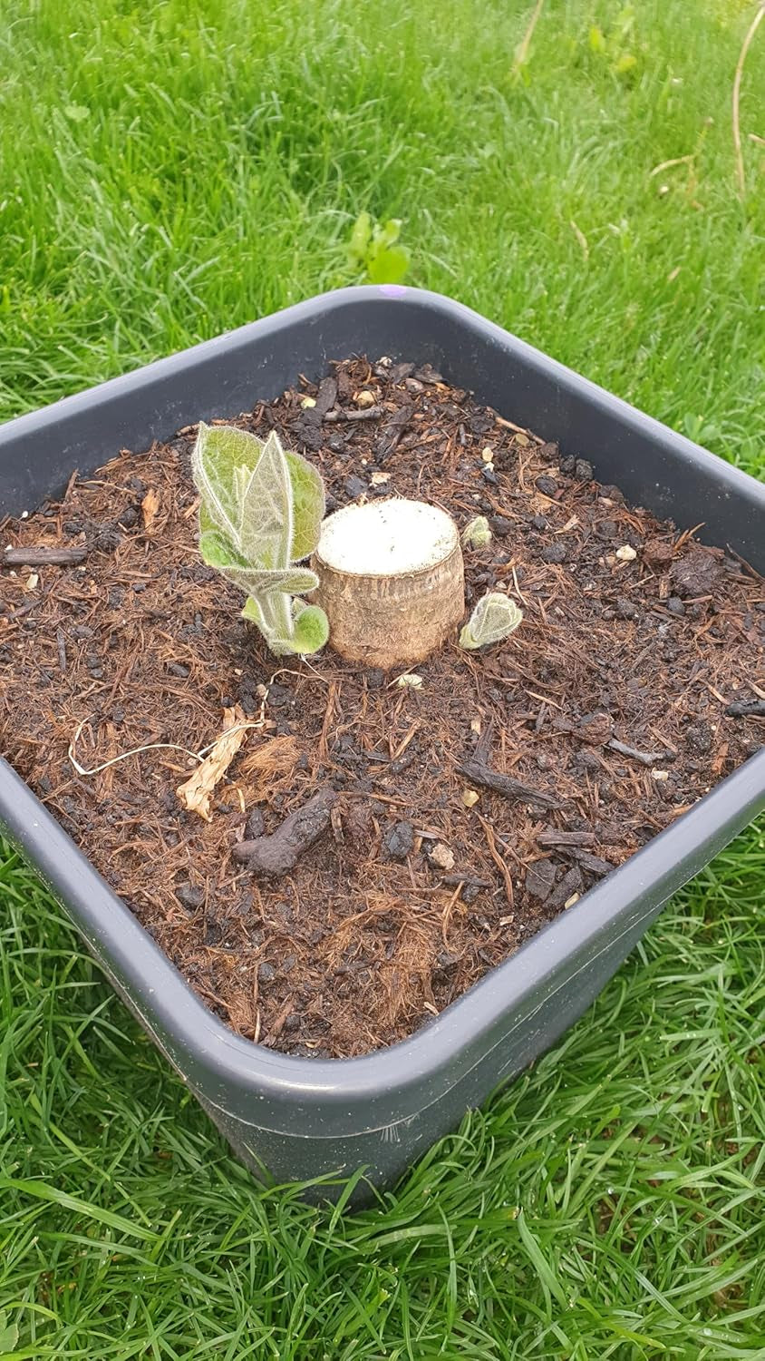 XL Wurzel Paulownia Turbo Pro, Kiribaum, Blauglockenbaum