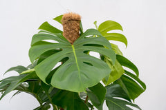 Trendyplants - Monstera Deliciosa - Lochpflanze - Zimmerpflanze - Höhe 140-160 Cm - Topfgröße Ø27Cm