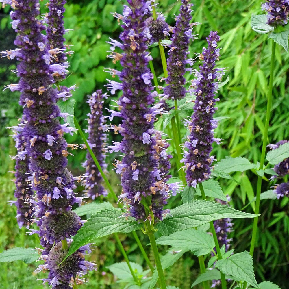 Rośliny pachnące - Samenset mit 6 prachtvoll duftenden Blühpflanzen