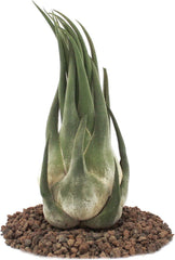 Exotenherz - Tillandsia Seleriana - Lose Pflanze - Extra-Groß