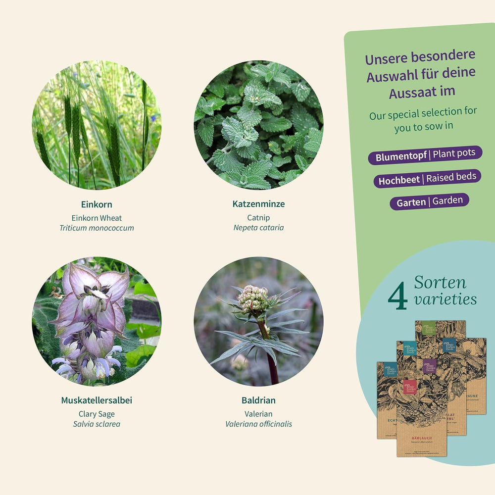 Magic Garden Seeds - Zioła dla kotów: kocimiętka, waleriana, szałwia i kocimiętka - Pudełko na nasiona z 4 roślinami do zabawy, przekąsek i relaksu