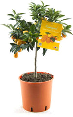 Kumquat Pflanze – Fortunella Margarita | Zitruspflanze Ca. 70-80 Cm | Winterharte Zitrusfrucht Mit Essbaren Früchten – Ideal Für Balkon, Terrasse & Garten