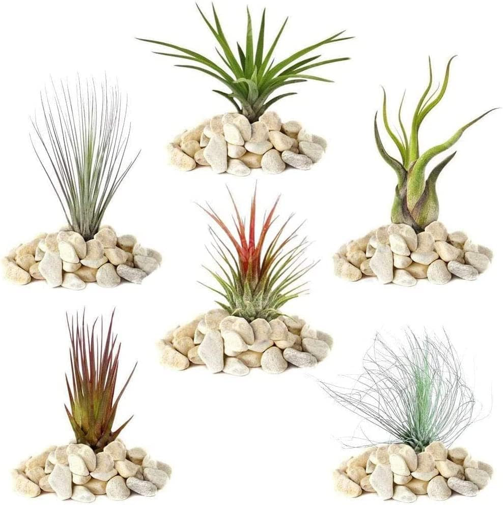 Marzenie ogrodnika: 4 rośliny Real Tillandsia - 4 rośliny powietrzne Real Tillandsia - Rośliny do terrariów - Rośliny do terrariów dekoracyjnych - Rośliny doniczkowe oczyszczające powietrze - Rośliny dekoracyjne - Prawdziwe rośliny