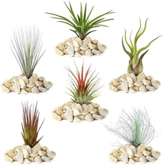 Marzenie ogrodnika: 4 rośliny Real Tillandsia - 4 rośliny powietrzne Real Tillandsia - Rośliny do terrariów - Rośliny do terrariów dekoracyjnych - Rośliny doniczkowe oczyszczające powietrze - Rośliny dekoracyjne - Prawdziwe rośliny