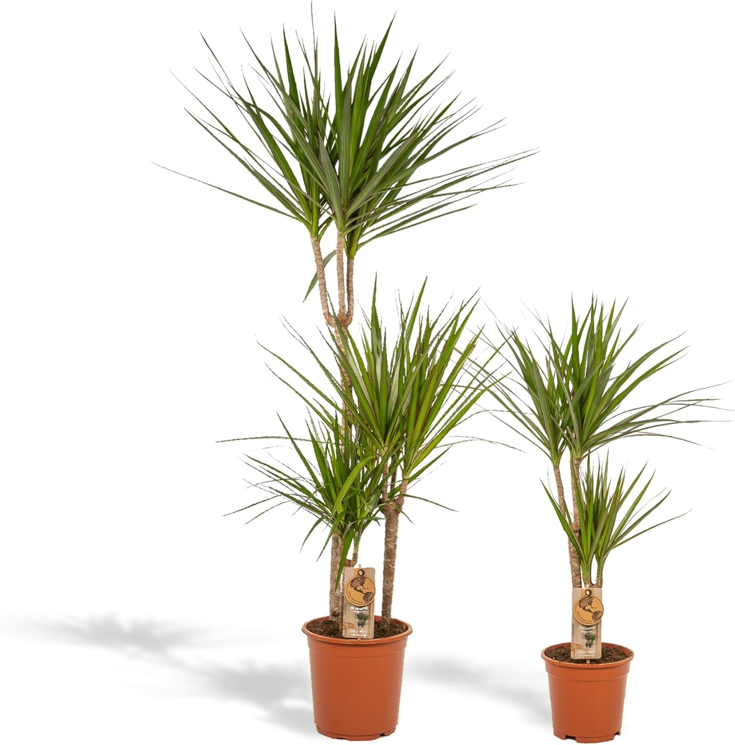 Dracaena Marginata Groß