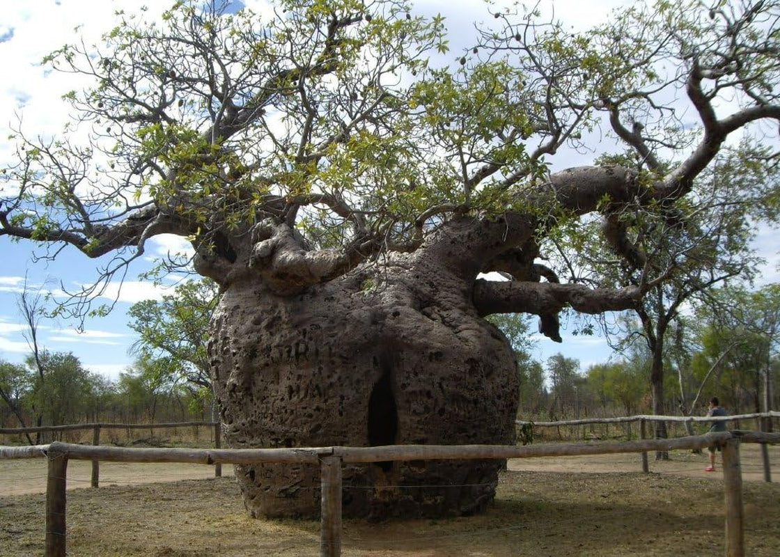SAFLAX - Garden in the Bag - Afrikanischer Affenbrotbaum - 6 Samen - Mit Anzuchtsubstrat Im Praktischen, Selbst Aufstellenden Beutel - Adansonia Digitata