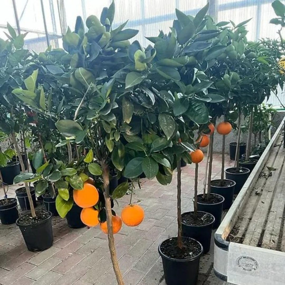 Zitrusorange – Washington Nabel Obstbäume Höhe: 60~80 Cm Vase: Durchmesser 22 Cm