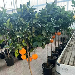 Zitrusgewächs Orange Navelina Pflanze Ab Frucht Höhe: 150 CM Vase : 26 CM