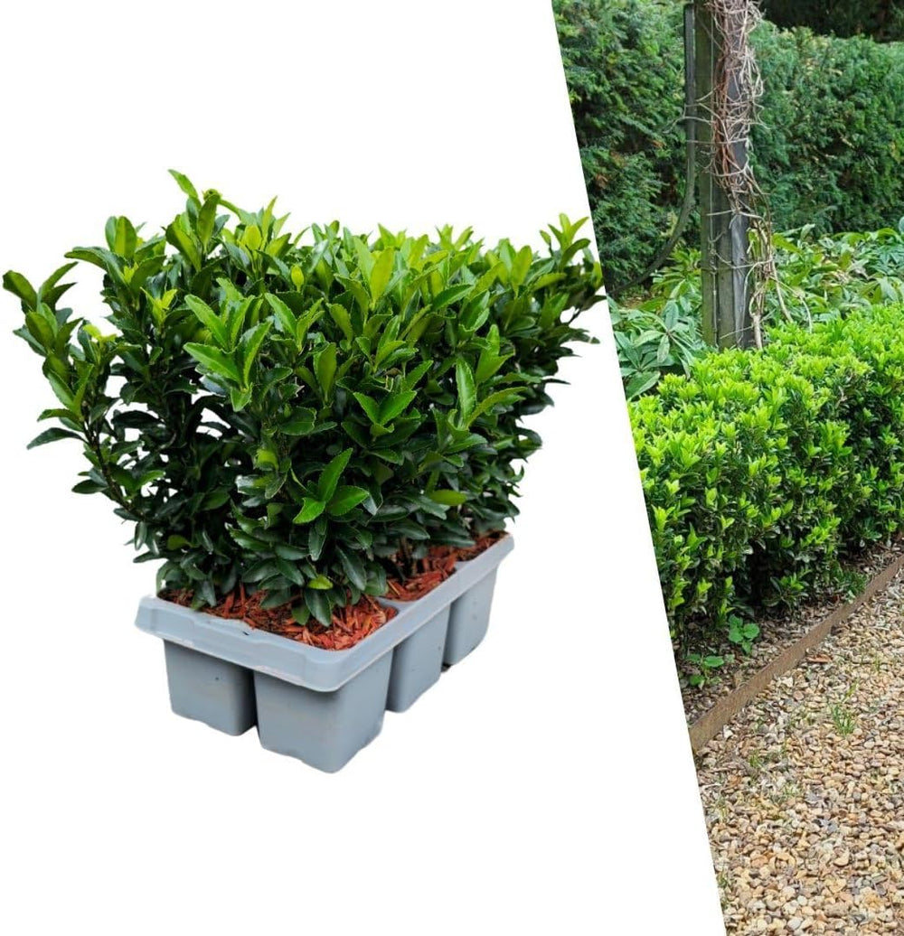 Plants by Frank | 48 Grüne Spindelstrauch Heckenpflanzen | Euonymus Japonicus 'Green Spire' | Japanischer Spindelstrauch | Buchsbaum Ersatz | Winterhart | Immergrüne Hecke | Gartenpflanzen