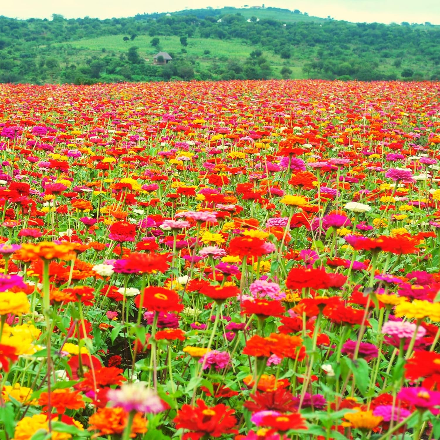 Mieszanka nasion cyni (Cynia) - Kolorowe, letnie kwiaty do rabatek, balkonu, tarasu oraz jako kwiaty cięte w wazonach