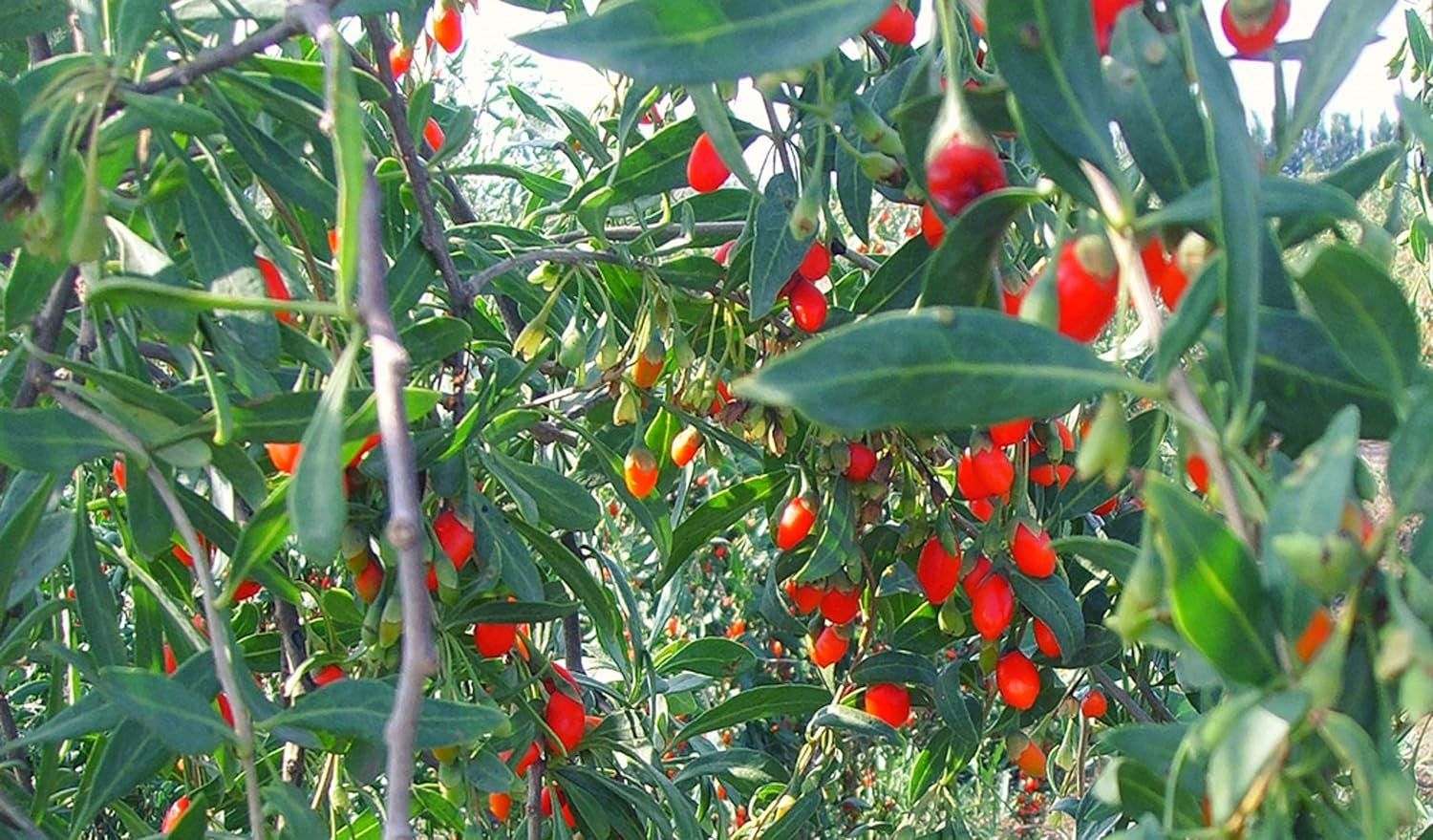 100 Goji-Samen, Staudenpflanze, Gemüsegarten, Obstgarten, Reproduzierbare Bäuerliche Samen, Semisauvage