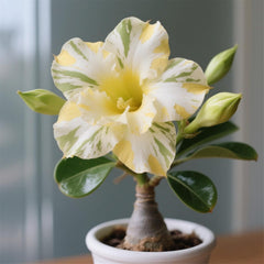 Winterhart pflanzen, Lebende Pflanzen,Mehrjährige Blumenzwiebel ist winterhart, Mysteriöse magische Glühbirne, Blumenzwiebel Mix，3 lata-1 Wüstenrose knollen -G