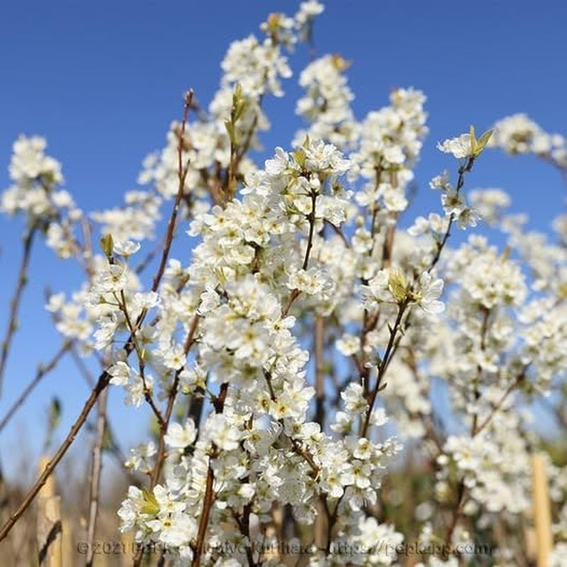Fortune Pflaumen - Obstpflanze Auf Blumentopf 26 - Baum Max 200 Cm - 4 Jahre Anbau Italien