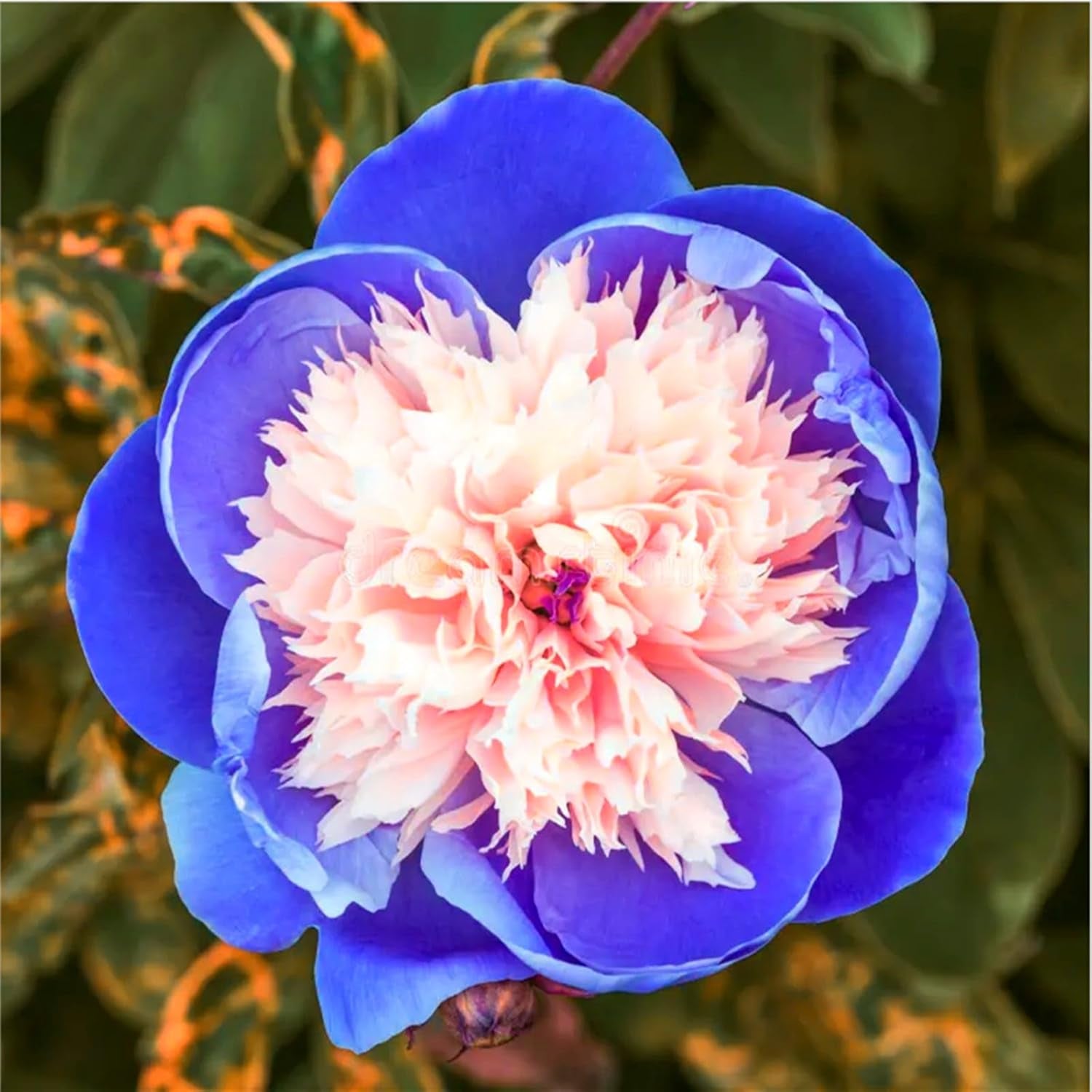 Mieszanka cebul kwiatowych, żarówka Mystery Magic, odporne sadzenie, odporna na zimę wieloletnia cebula kwiatowa, odporne cebule-3 cebule orchidei