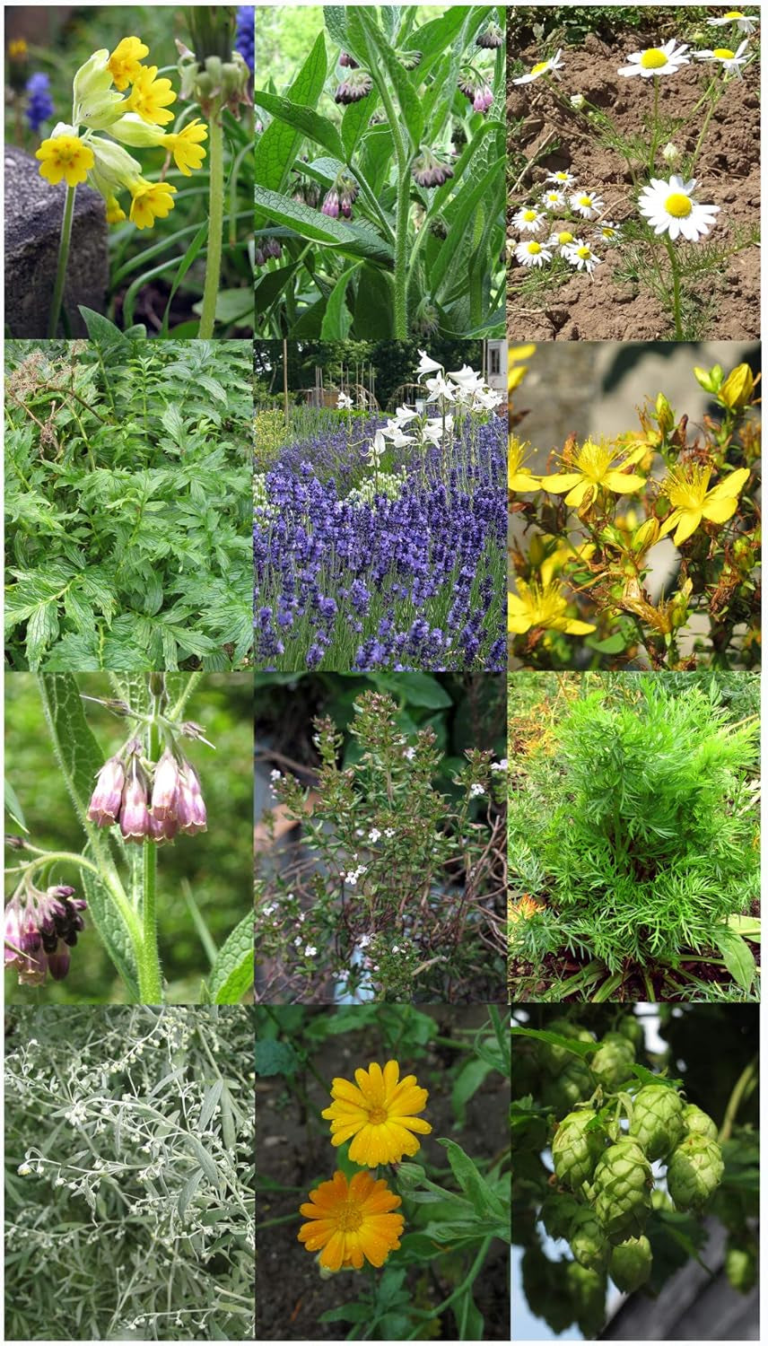 Magic Garden Seeds - Klostergarten-Kräuter Samen Geschenkset - Samen Geschenk Set Mit 11 Heil- Und Küchenkräutern - Ringelblume, Hopfen, Johanniskraut, Lavendel, Kamille, Baldrian Uvm