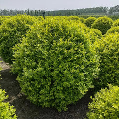 Liguster Heckenpflanzen Luftreinigende Zimmerpflanzen Liguster Seltene Gartendeko Für Draußen Steingartenpflanzen Winterhart Winterharte Garten Deko Büropflanzen Immergrüne Winterharte 300Samen