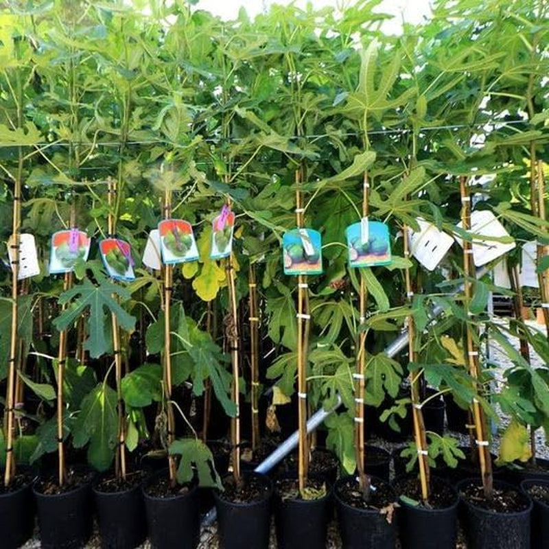 Feigenbaum Lange Von Portugal – Obstpflanze Topf Ø 26 Cm, Max. Wuchshöhe 180 Cm – Alter: 4 Jahre - Italienische Baumschule