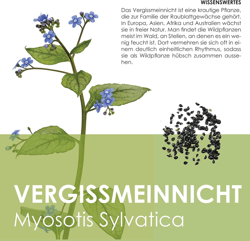 Vergissmeinnicht Samen (Myosotis) - Märchenhafte Blumen mit langer Blütezeit für das Beet, den Balkon und die Terrasse