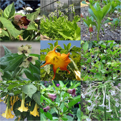 Legendarne rośliny skrzypu - zestaw nasion z 5 magicznymi roślinami