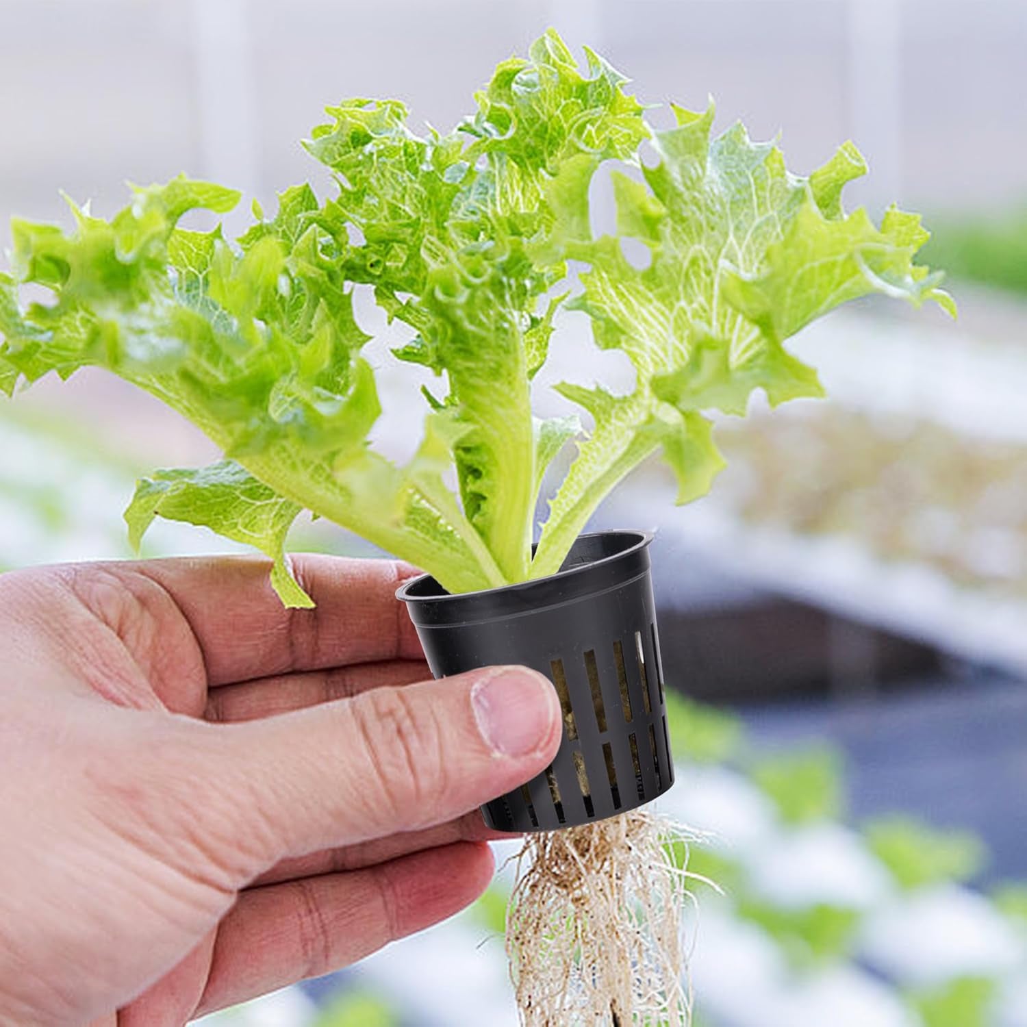 76 Stück Hydrokultur Pflanzen Net Kit -20 Stück 2inch(5cm)-Topfbecher mit geschlitztem Netz, 36Stück Steinwolle Anzucht, 20Stück Artikel Selbstbewässernde Dochtschnur aus Baumwolle für Hydrokultur