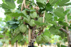 Ribes Uva-Crispa 'Mucurines' Hochstamm 120 Cm – Winterhart, Mehrjährig, Pflegeleicht – Stachelbeere – Beerenobst Für Garten & Kübel