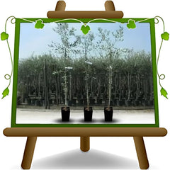 Olivier Olivenbaum Oliven Itrana - Obstpflanze Baum Max 160-3 Jahre Anbau Italien