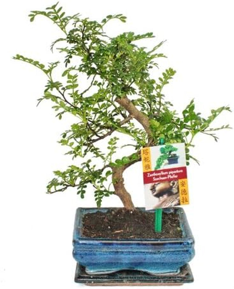 S Förmiger Sichuan Pfeffer Bonsai 15Cm - 1 Baum