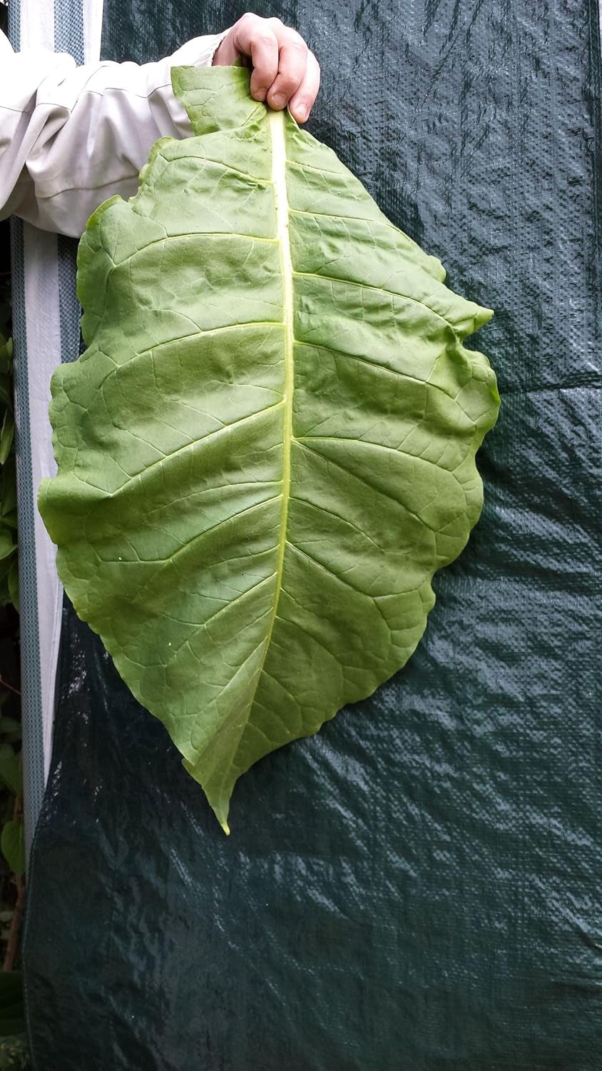 Nasiona tytoniu 5x1000 Prawdziwy tytoń do palenia 5 odmian Virginia, Red Front, Orient Xanthi, Baden Geudertheimer Fresh. Żniwa 2025