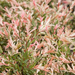 Harlekinweidesamen, Immergrüne Winterhart Salix Integra, Hochbeet Exotische Sträucher Garten Baumsamen Schnell Wachsende 250Pcs