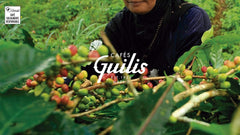 KAWIARNIE GUILIS SINCE 1928 AMANTES DEL CAFÉ - Kawa ziarnista Arabica bezkofeinowa 1 Kg Coffee Naty Shop