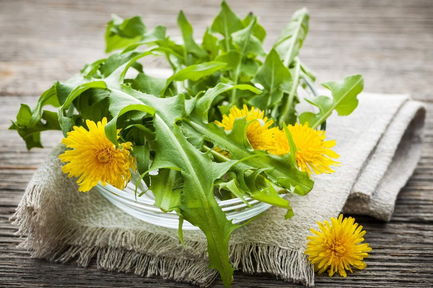 SAFLAX - BIO - Mniszek lekarski - 400 nasion - Taraxacum officinale