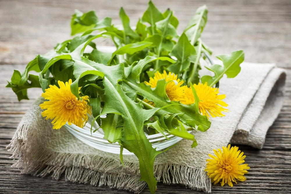 SAFLAX - BIO - Mniszek lekarski - 400 nasion - Taraxacum officinale