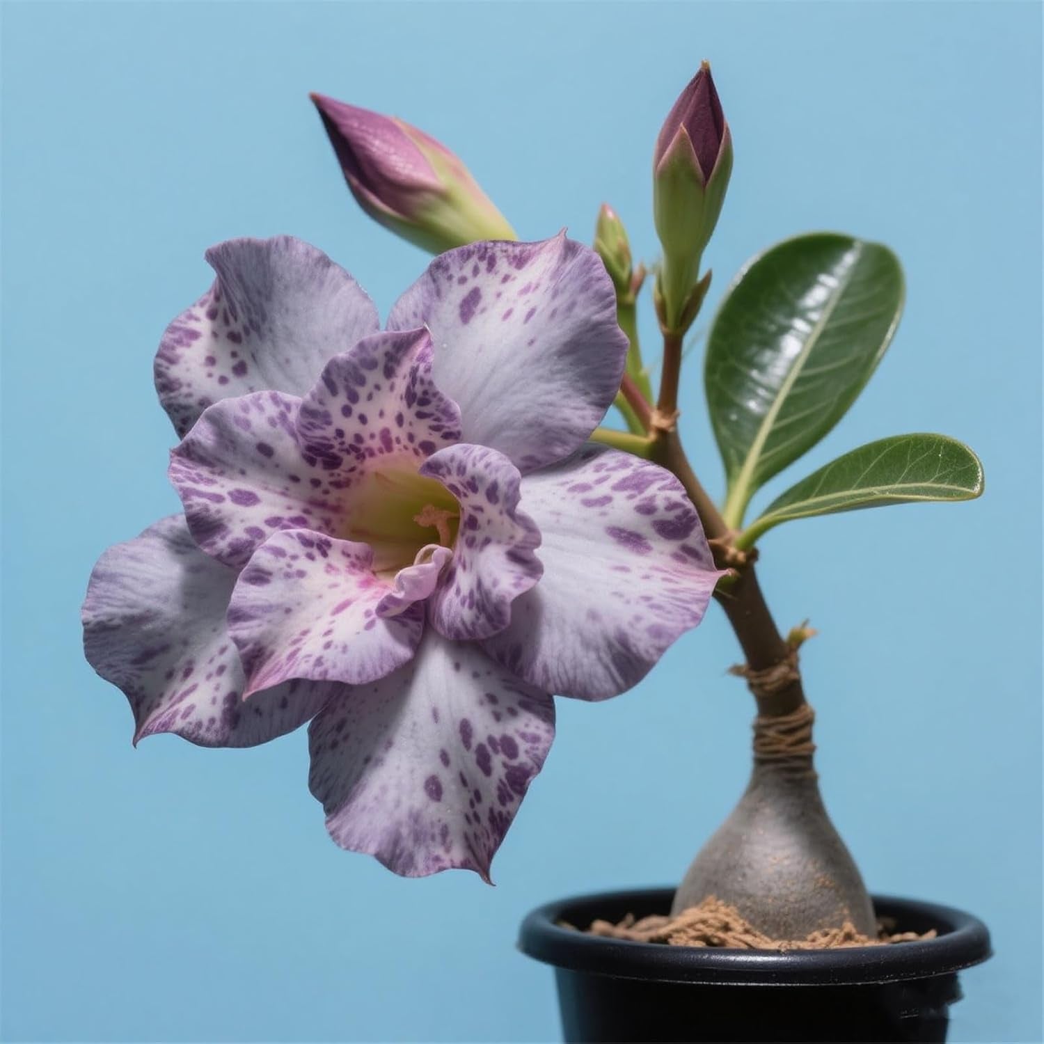 Winterhart pflanzen, Lebende Pflanzen,Mehrjährige Blumenzwiebel ist winterhart, Mysteriöse magische Glühbirne, Blumenzwiebel Mix，3 lata-1 Wüstenrose knollen -G