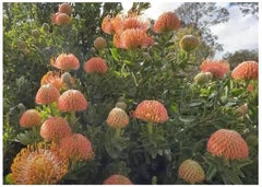 Stk - 5X Leucospermum Patersonii Nadelkissen Strauch Pflanzen - Samen B1710 -