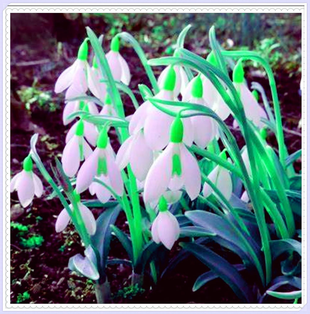 Mieszanka cebul kwiatowych, żarówka Mystery Magic, odporne sadzenie, odporna na zimę wieloletnia cebula kwiatowa, odporne cebule-3 cebule orchidei