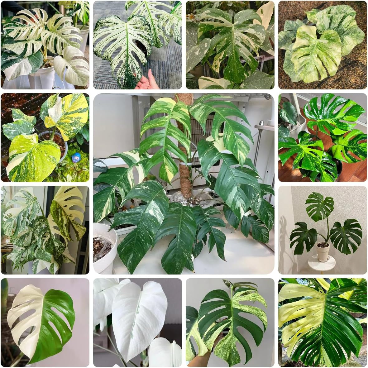 Monsterasamen Selten - Stauden Winterhart Mehrjährig, Garten Winterharte Balkon, Exotische Deko 100Pcs