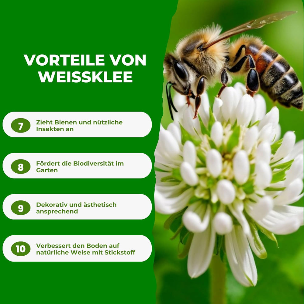 Mikroklee - Weißklee Trifolium Repens 500G - Rasenklee Bereichert Den Rasen - Klee Samen Zur Anlockung Von Bienen -Saatgut Für Gleichmäßige, Dichte Grasnarbe Das Ganze Jahr Über