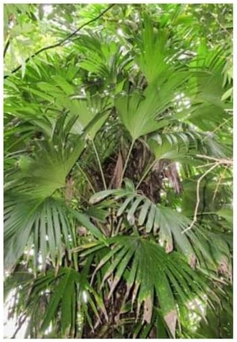 Stk - 10X Asplundia Sp. Escudo Ziersträucher Garten Pflanzen - Samen ID636 -